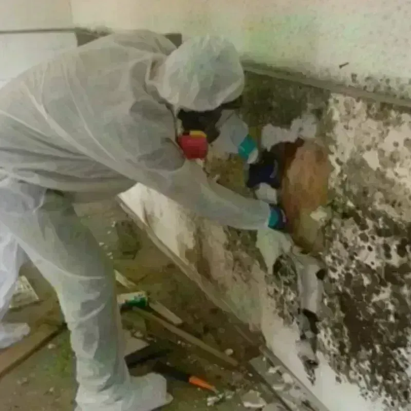 Mold Remediation and Removal in Falkville, AL